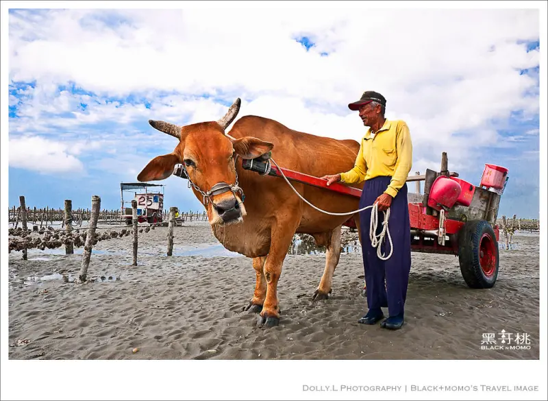 芳苑│海牛採蚵樂～跟著海牛蚵車體驗獨特漁業風情
