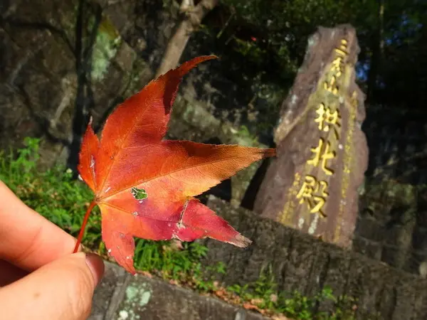 <新北|汐止|遊記>緩緩飄落的楓葉像思念....拱北殿賞楓                
      