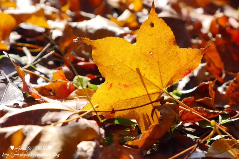 【新北-汐止區】拱北殿♥賞秋楓