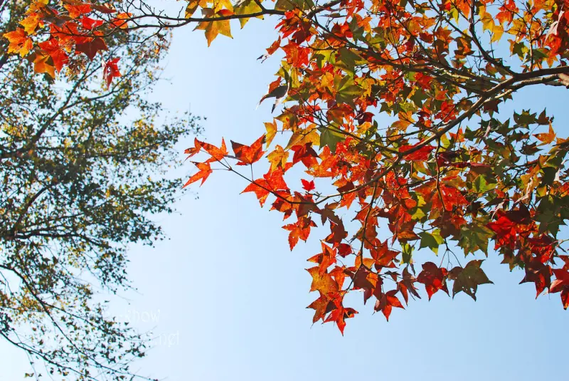 [台北汐止] 楓紅in百年古剎拱北殿2013