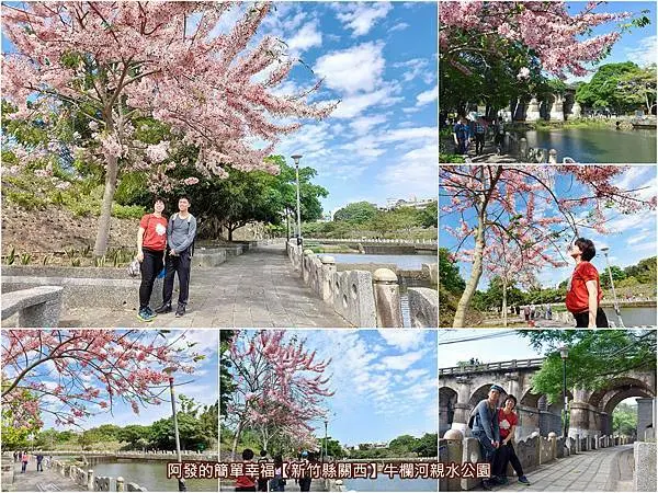 ﹝新竹縣關西遊記﹞牛欄河親水公園　 不必跑中南部！在北台灣就能賞到花旗木的粉色浪漫，更有古蹟石拱橋與青翠秀麗的河畔風光相伴　／20210417花況／北台灣賞花旗木必訪景點／關西必訪景點／關西八景