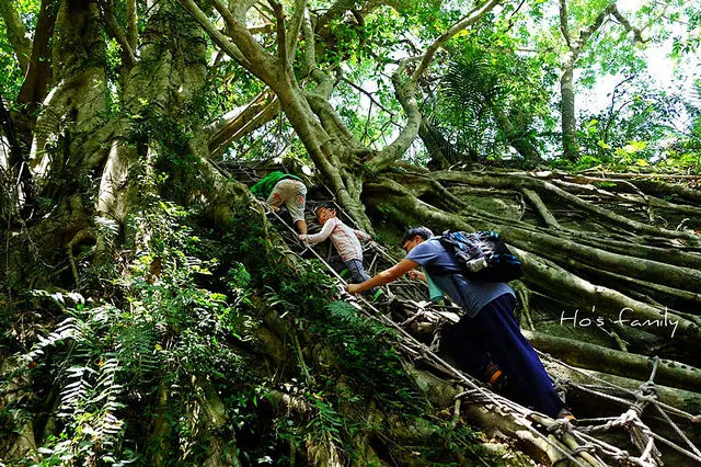 [台東]森林野趣體驗！攀樹走繩、種樹跳脫旅行～鸞山森林博物館