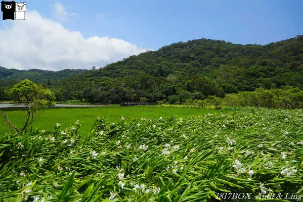 【屏東。牡丹】馨香森林。野薑花-聚。東源森林遊樂區。2016野薑花季