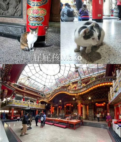 【三重景點】貓廟~貓奴必到的朝聖點_義天宮_燒香拜拜看貓咪~