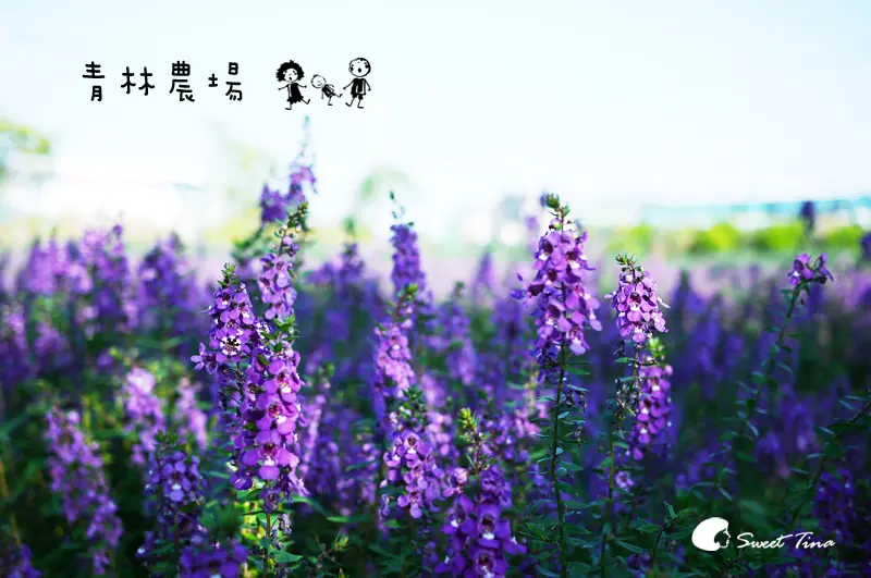 【桃園．觀音】青林農場 - 整片花海好好拍 | 溜小孩的好去處