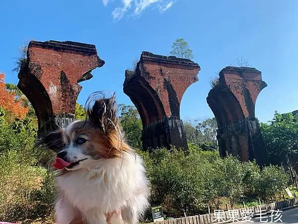 探訪歷史古蹟　了解開創故事　漫步在鐵道旁　欣賞龍騰斷橋獨特的美麗　再搭乘鐵道自行車　感受舊山線的風華與精彩　親子友善　毛孩舊山線鐵道自行車不能　其餘地方不限大小　最少需要牽繩