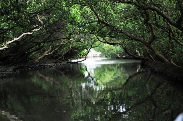 四草生態之旅~樹蔭遮天綠色隧道