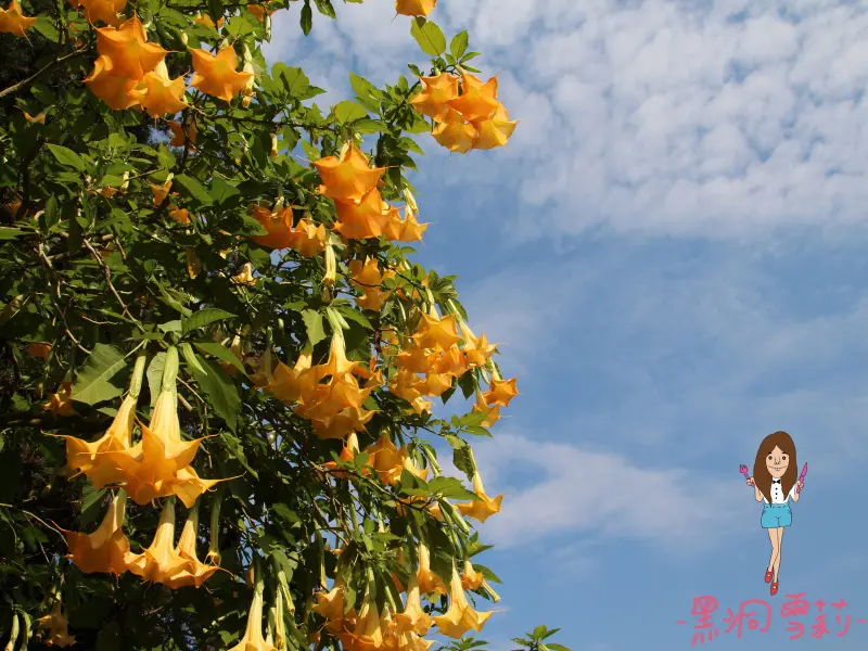 【遊記】南投／鹿谷「溪頭自然教育園區（溪頭森林遊樂區）」．近妖怪村