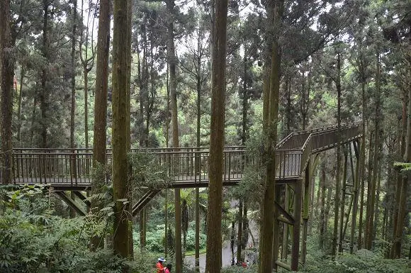 溪頭自然教育園區(下)~~漫步空中走廊．欣賞神木挺拔英姿