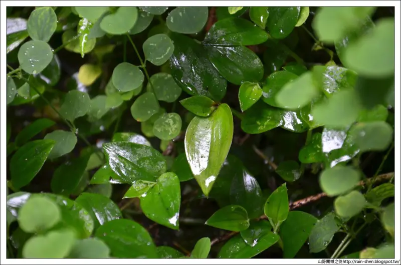 【南投】鹿谷．溪頭森林遊樂園區（附地圖）