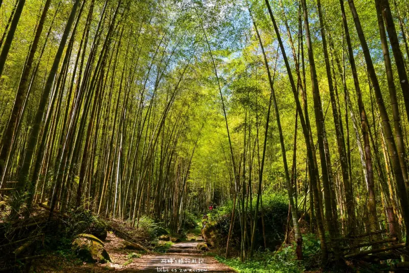 ｜南投‧鹿谷｜炎炎夏日上山避暑去，溪頭自然教育園區