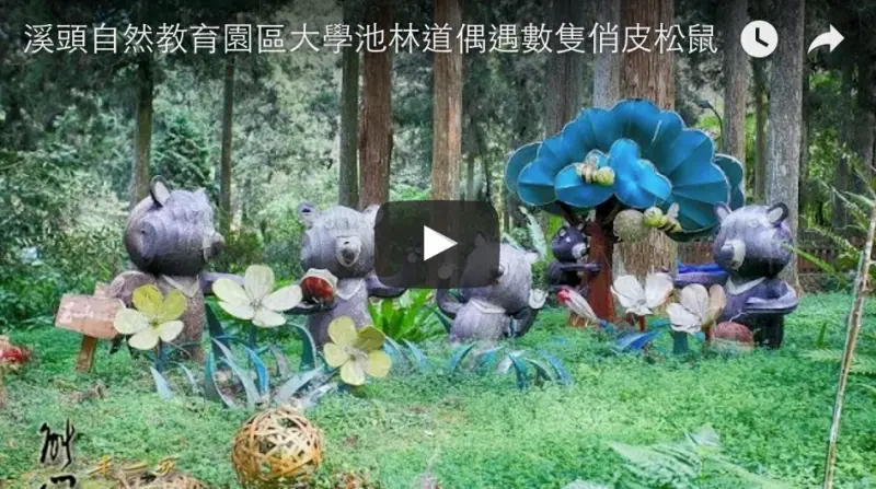 大學池林道偶遇數隻俏皮松鼠