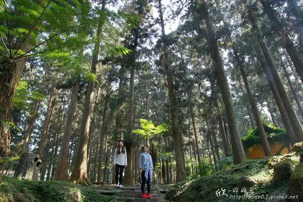 【南投-鹿谷】溪頭自然教育園區，漫步在高大的樹林裡，與森林來場約會吧！
