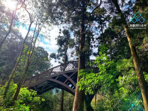 南投景點│漫步溪頭森林遊樂區，大口森呼吸！