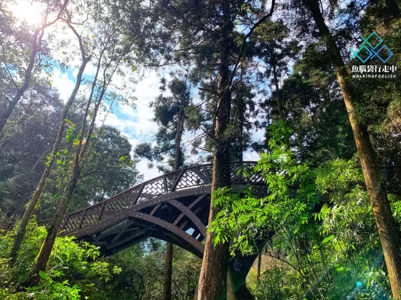 南投景點│漫步溪頭森林遊樂區，大口森呼吸！