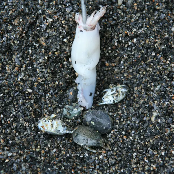 觀音海岸自然保護區