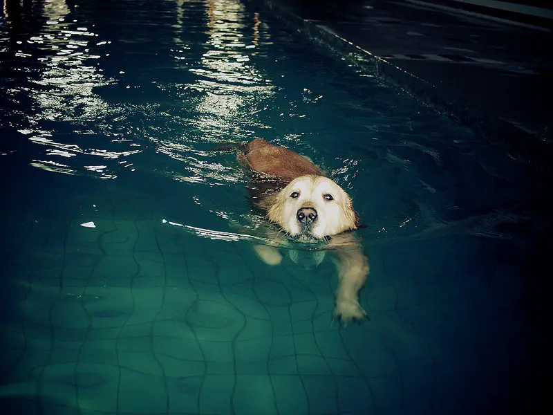 #小踏青銀鹽週記#（小狗就是要會游泳#鹿港鎮史館#台灣民俗村北投火車站#阿榮片場的賽德克#后里單車人生)