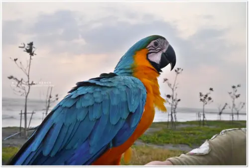 【屏東‧東港】鵬灣跨海大橋‧不看夕陽不看海來看大鵬展翅的琉璃金剛鸚鵡
