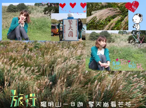 【台北景點】陽明山一日遊，擎天崗走走，看芒花盛開飛舞~(芒花圖多)