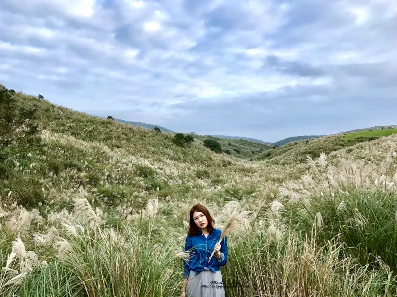 陽明山芒草季2016｜秋天限定「擎天崗芒草」：浪漫的銀色芒草世界 芒草季節10.11月(陽明山擎天崗、陽明山擎天崗怎麼去)