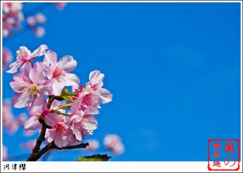 [賞花]【小碧潭線小碧潭站】春櫻。河津櫻綻放