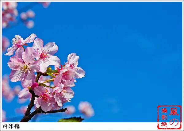 [賞花]【小碧潭線小碧潭站】春櫻。河津櫻綻放