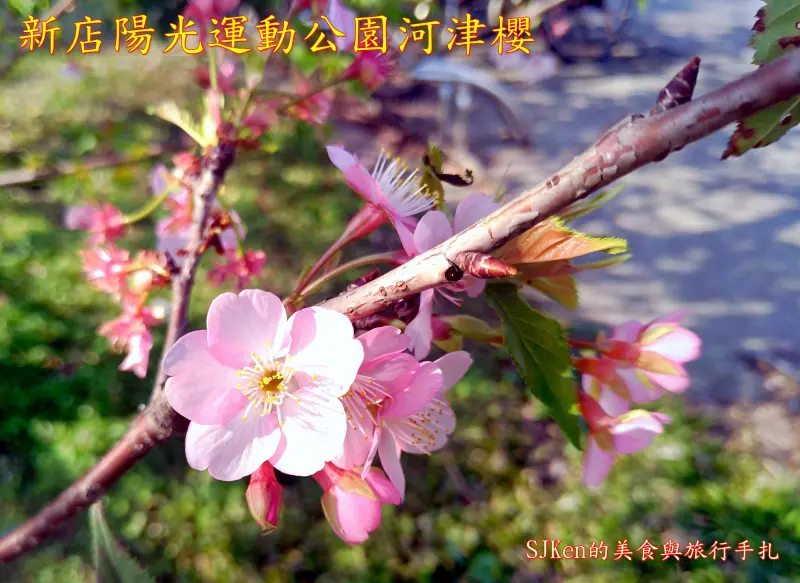 2018 台灣櫻花季(一) 新北市新店區「陽光運動公園」春日綻放的河津櫻美景! 