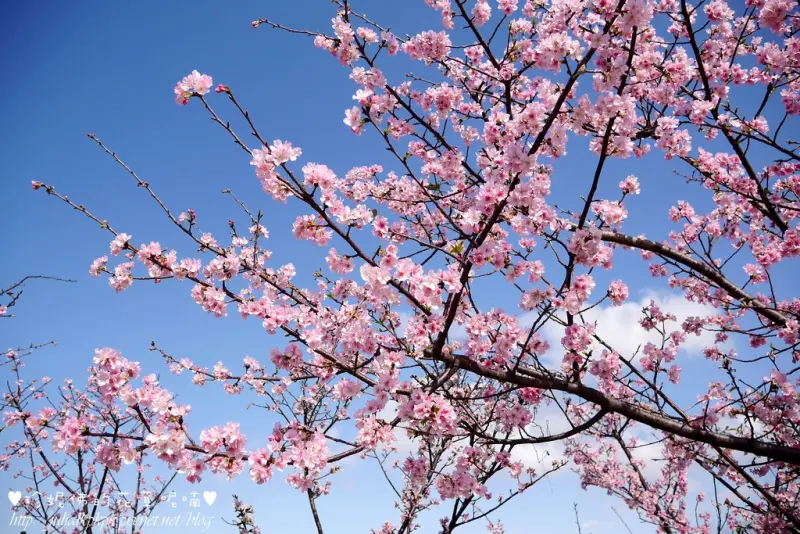 【賞櫻】新店陽光運動公園河津櫻盛開，現在正美