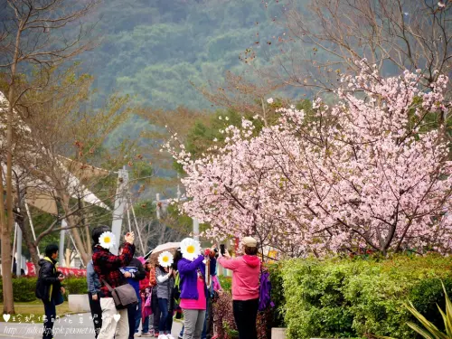 【新北-新店區】陽光運動公園賞河津櫻