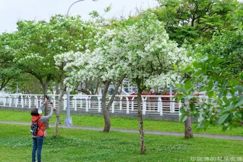 【新北-新店區】2021陽光運動公園四月雪流蘇、苦楝盛開，清香撲鼻