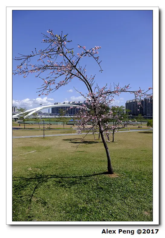 新北市-新店-安坑陽光運動園區 賞櫻(2017.2.15花況)