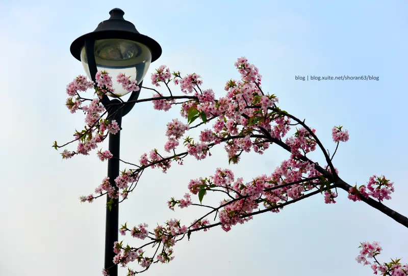 【新北市。新店區】公園散策"櫻木花道"賞河津櫻@陽光運動園區