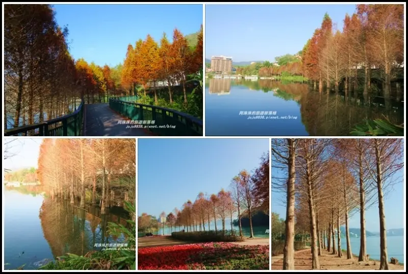 南投。日月潭向山自行車道繽紛落羽松。貓囒山浪漫紅葉步道