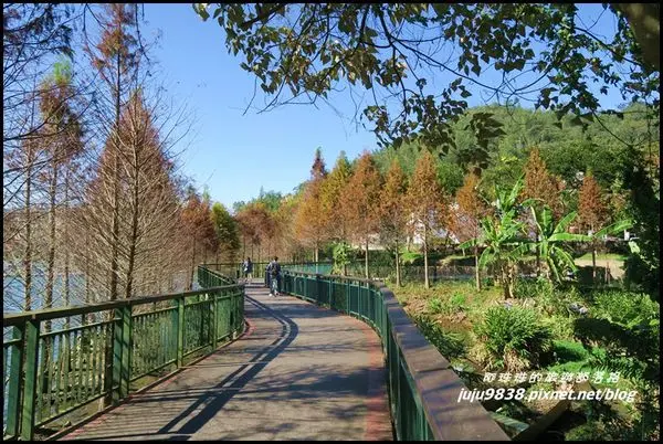 南投。日月潭最美的自行車道。湖畔夢幻落羽松。向山眺望平台