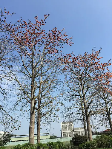 ☞【雲林 虎尾】奶奶的熊毛巾故事館 興隆毛巾觀光工廠 木棉花道 虎尾農博生態園區 虎尾一日行程下篇~ 推薦景點