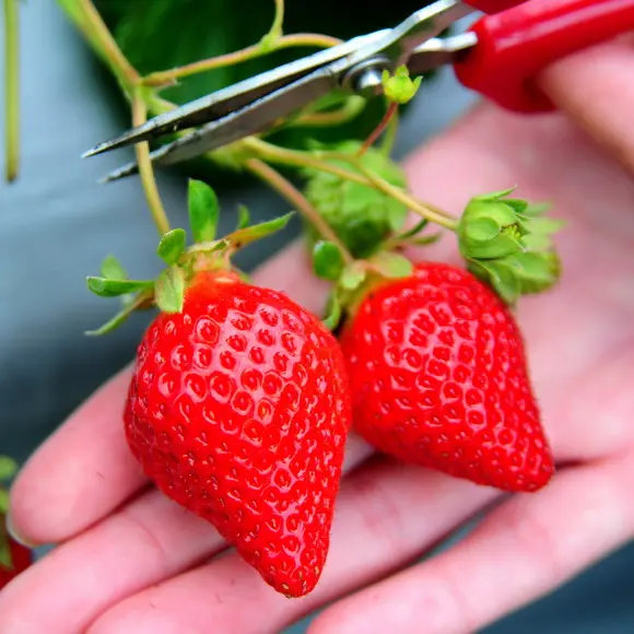 馬拉邦觀光草莓農場