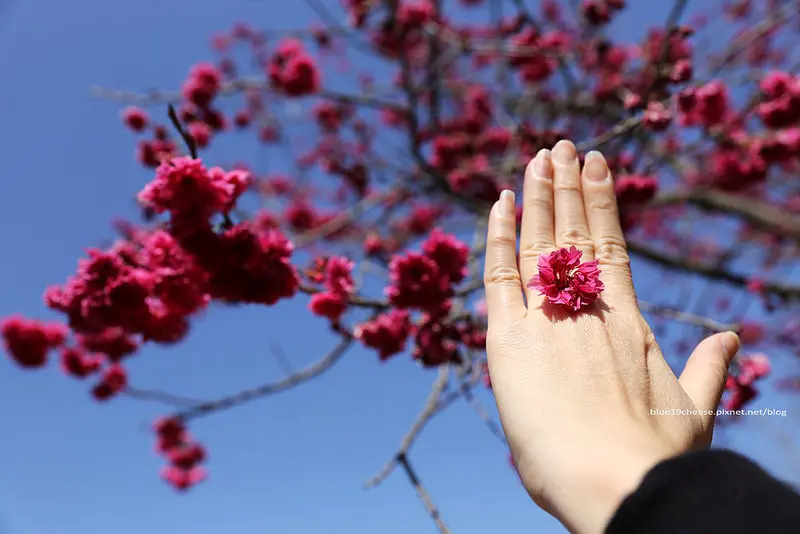 【南投埔里】暨南大學 櫻花季 - 美不勝收阿.廣闊草地野餐聊天賞花.小孩奔跑消耗體力好去處.中部賞櫻推薦景點.親子遊.2/22花況