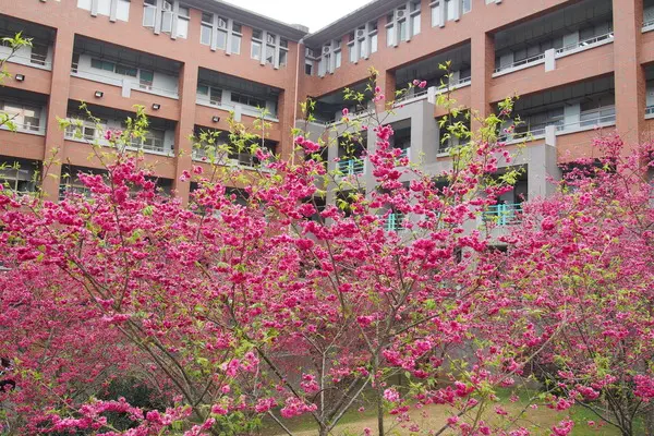 【南投・埔里】暨南大學賞櫻花        
      