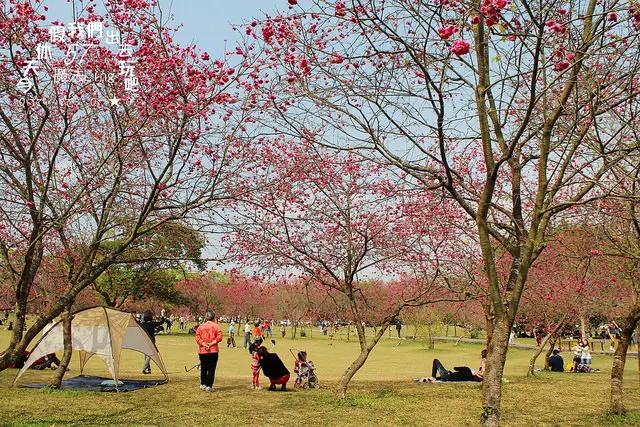[ 南投⊙魚池]暨南大學。尋找櫻花林下的那份悠閒