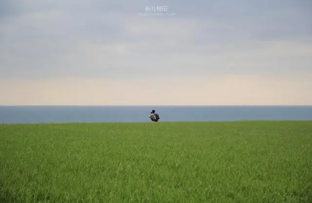 花蓮。豐濱。連接東海岸山海間的綠階梯 / 新社梯田