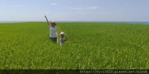 圓圓家出去玩-《花蓮景點》新社無邊際梯田，寬闊視野，藍天下的綠色稻浪，最佳打卡景點