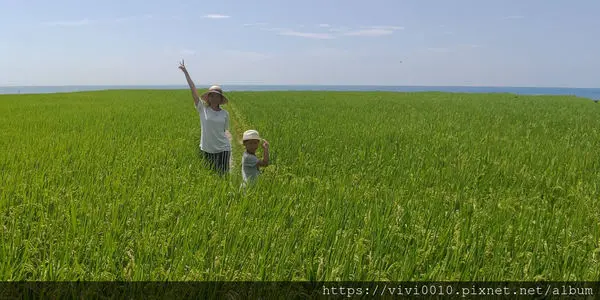 圓圓家出去玩-《花蓮景點》新社無邊際梯田，寬闊視野，藍天下的綠色稻浪，最佳打卡景點