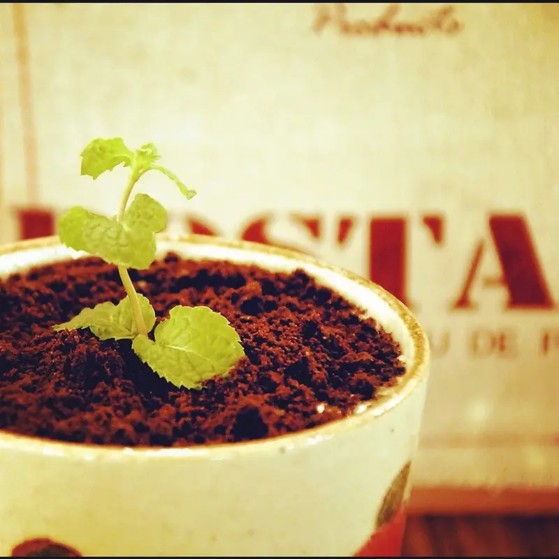 【台北】什麼!盆栽拿來用喝的?Wengu Cafe 溫古咖啡