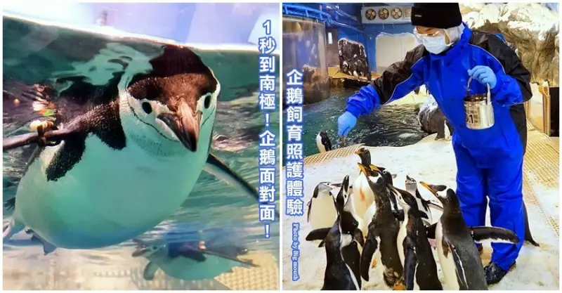 【海生館餵企鵝】我與企鵝的0.1毫米．一秒到南極! 企鵝飼育照護體驗!