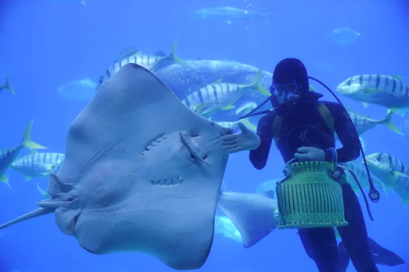 【海生館夜宿】夜宿海生館‧親子好去處！海藻缸就在你身旁│