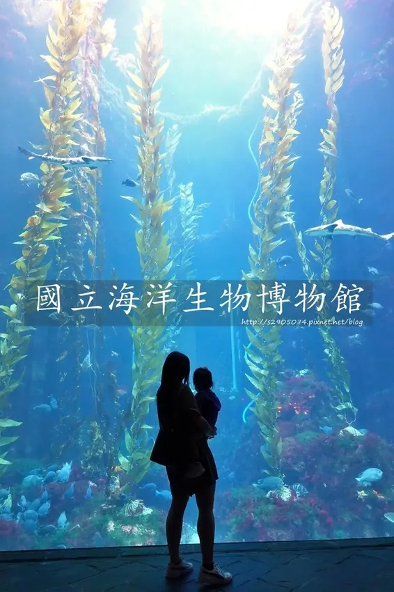 屏東-國立海洋生物博物館➟全台最大海生館✔白鯨、企鵝、鯊魚、海豹、巨大海藻森林…非旺季逛起來好悠閒哦✔節目表整理