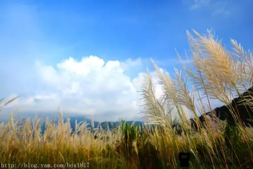 【台中。和平】白浪花隨風搖曳。山間水湄賞秋芒