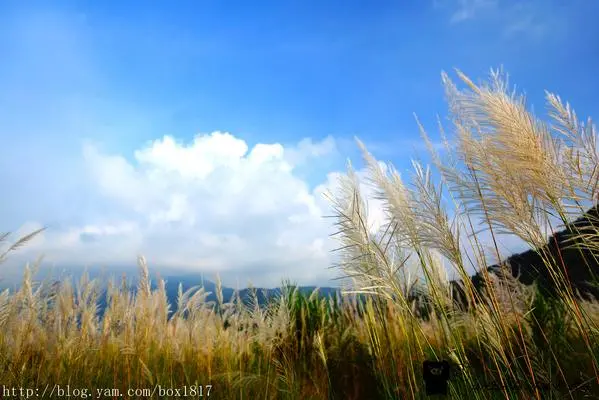 【台中。和平】白浪花隨風搖曳。山間水湄賞秋芒