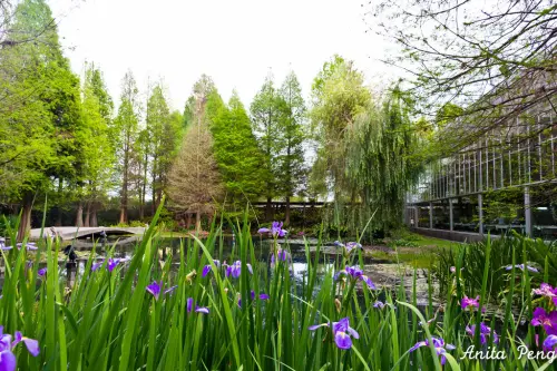 【玩樂．彰化】非落羽松的季節還是很得詩情畫意的菁芳園