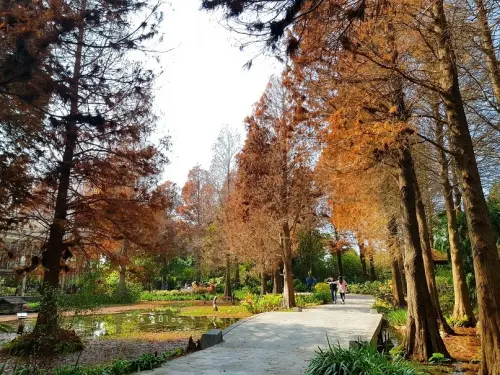 《彰化好好玩》菁芳園❤浪漫森林系~池畔玻璃屋，落羽松秘境｡